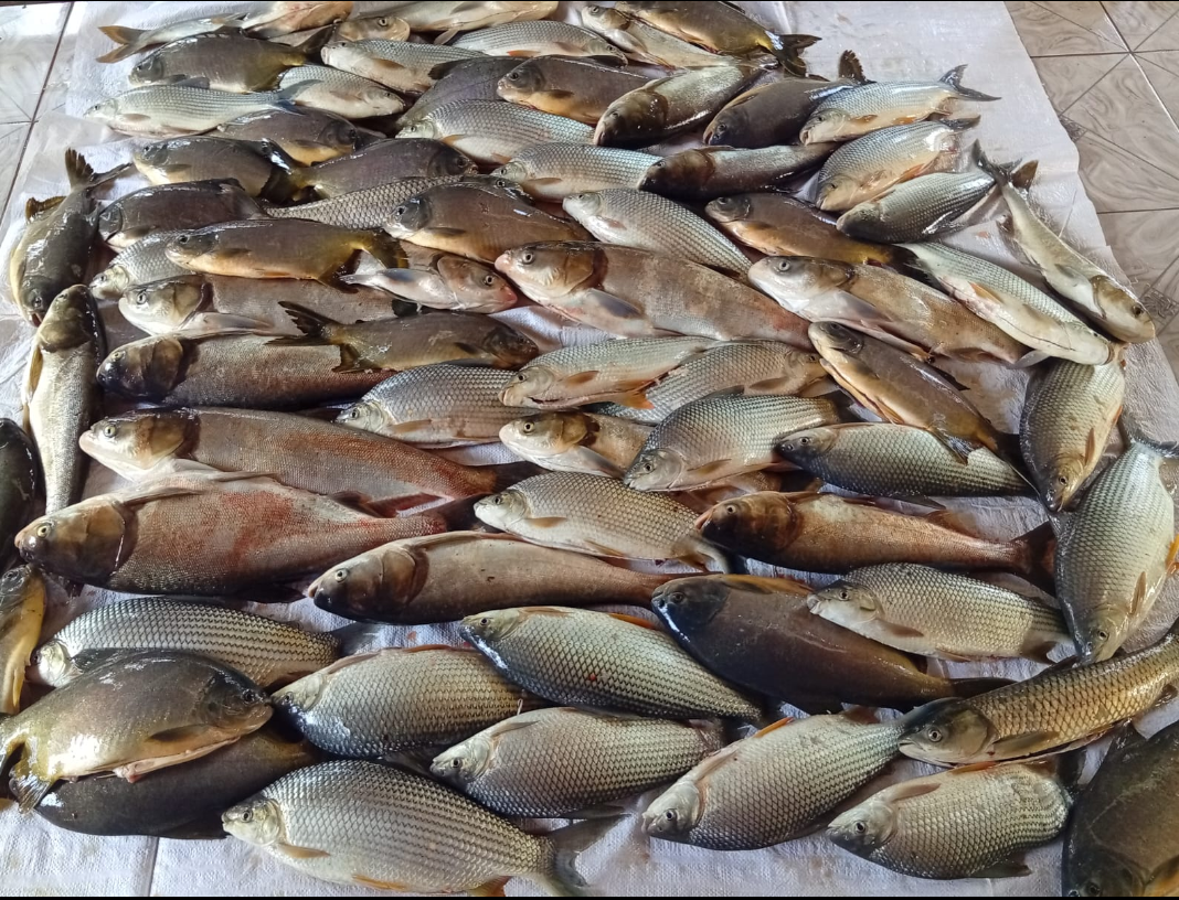 Videos de Aventura!!Terrible Pesca en Náutico Lima